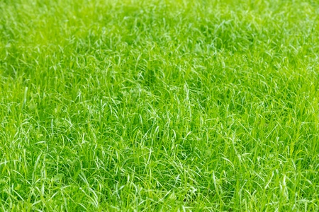 Green grass on summer field, texture background
