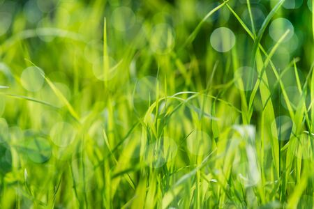 Green wet grass on summer field, texture background. Bokeh and sunlight