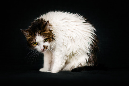 Sullen look of pathetic wet cat with bright yellow eyes sitting on sofa after bathing. Displeased cat after shower, black backgroundの写真素材