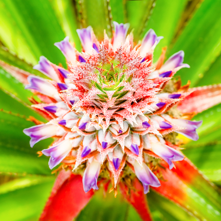 Close-up of beautiful blossoming pineapple, selective focus on center of flower, blurred backgroundの写真素材