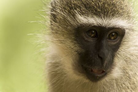 baby vervitの写真素材