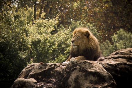Lion Kingの写真素材