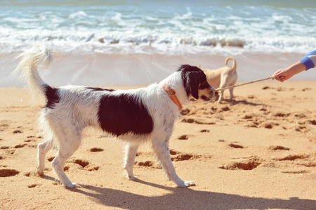 Picture of dogs chasing each other on the ocean sandy beach at sunset outdoors background
