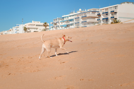 Dog at the beach on summer vacation holidays, close to the ocean shore backgroundの写真素材