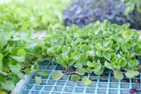 Closeup on vegetable green salad