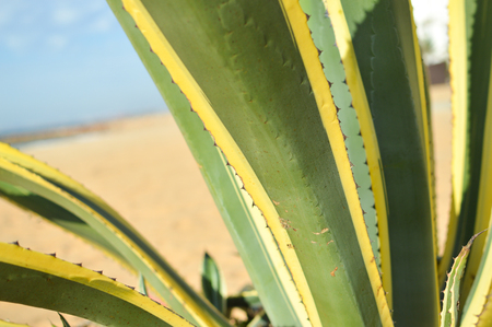 Closeup of Sisal or Agave sisalana green leaves copy space backgroundの写真素材