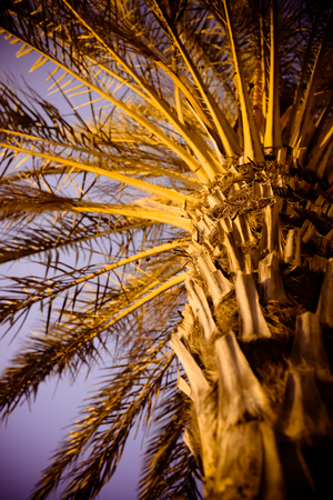 Closeup of a palm tree bark trunk outdoors background texturedの写真素材