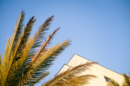 Beautiful branches of palms trees, blue sky backgroundの写真素材