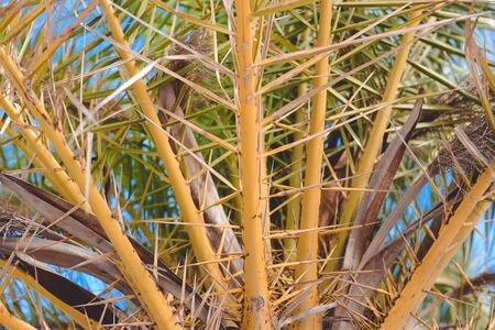 Exotic palm tree in soft light, on background of sunny summer blue skyの写真素材