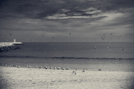 Black and white picture of seascape with seagulls fly over the ocean, sandy beach backgroundの写真素材