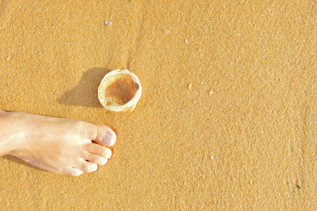 Sea shell and person walking along joyful tropical exotic ocean beach. Top view close up