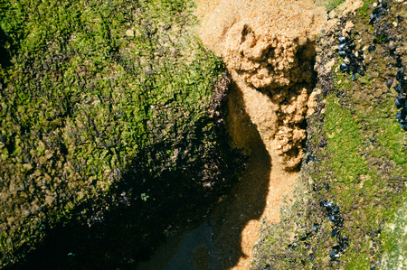Stone rock seacoast, nature background outdoors, closeupの写真素材