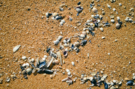 Beach sand and sea shells, outdoors texture background, top view