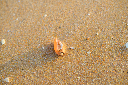 Beach sand and sea shells, outdoors texture background, top view