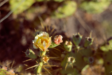 Closeup of blooming cactus flower, sunny outdoors backgroundの写真素材