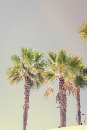 Top of palm tree on sky outdoors backgroundの写真素材