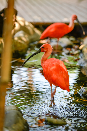 Scarlet ibis - Eudocimus ruber, close up view sunny outdoors backgroundの写真素材