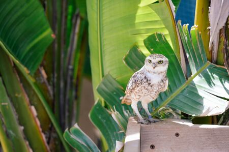 Closeup view on Burrowing Owl Athene Cunicularia standing, outdoors background