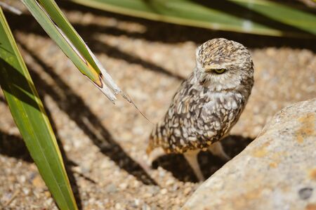 Closeup view on Burrowing Owl Athene Cunicularia standing, outdoors background