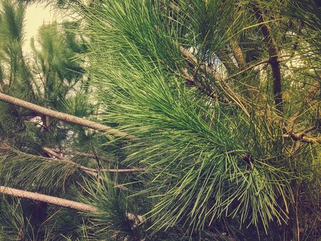 Natural green pine tree backgroundの写真素材