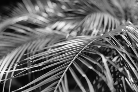 Black and white image of tropic palm tree leaf natural outdoors backgroundの写真素材