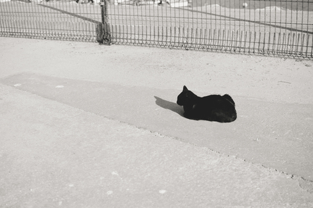Cat on sunny outdoors backgroundの写真素材