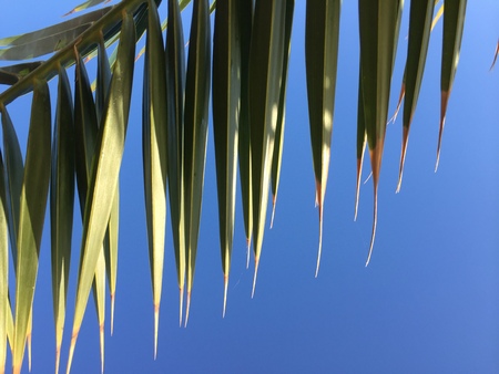 Green palm tree leaves over blue sunny sky outdoors backgroundの写真素材