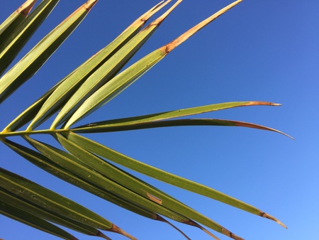 Palm branch and blue skyの写真素材