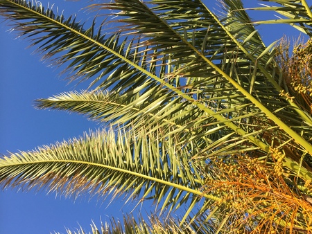 Palm branch and blue skyの写真素材
