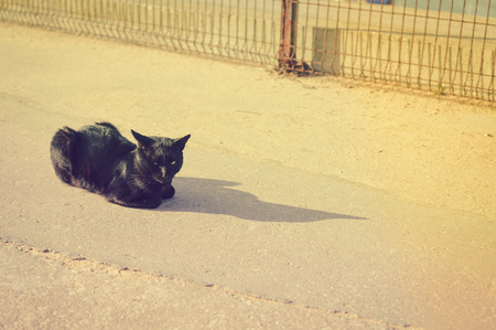 Cute cat relaxing on the marine fishing bay rocks over the sea outdoors backgroundの写真素材