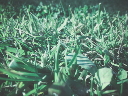 Close up image of green grass for texture and background. Top side macro viewの写真素材