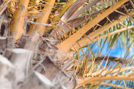 View of palm  tree leaves over blue sunny sky, travel ideasの写真素材