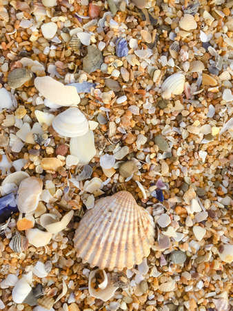 Abstract natural sandy beach closeup, seacoast background. Space surface for textの写真素材