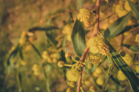 Closeup on acacia yellow flower natural backgroundの写真素材
