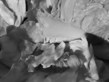 Macro closeup shot of cabbage natural texture surface background. Black and white photographyの写真素材