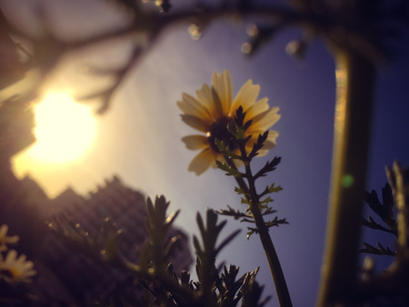 Abstract closeup image of blurred spring grass with blue sky outdoors backgroundの写真素材