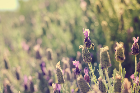 Closeup photography of lavender bushes on sunny outdoors background.の写真素材