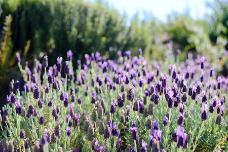 Closeup photography of lavender bushes on sunny outdoors background.の写真素材