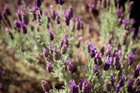 Natural lavender blossoms outdoor backgroundの写真素材