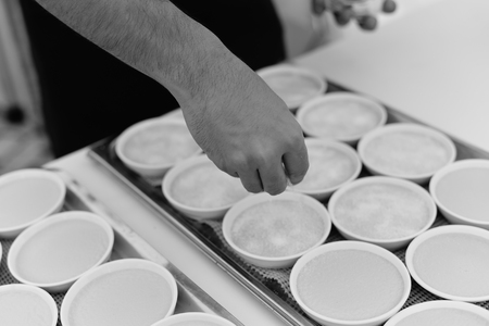Custard making process, delicious decorated light table background, close up viewの写真素材