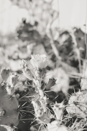 Black and white image of blooming beautiful cactus flower, closeup image on sunny outdoors backgroundの写真素材