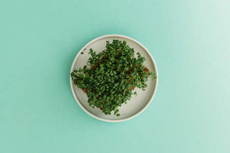 Plate of microgreen sprouts on mint backgroundの写真素材