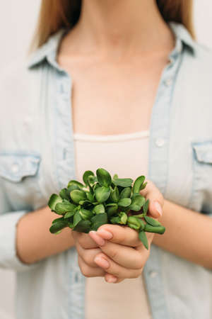 Girl hanging microgreen sprouts of sunflower. No faceの写真素材
