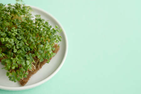 Fresh microgreens on white plate closeup on green background