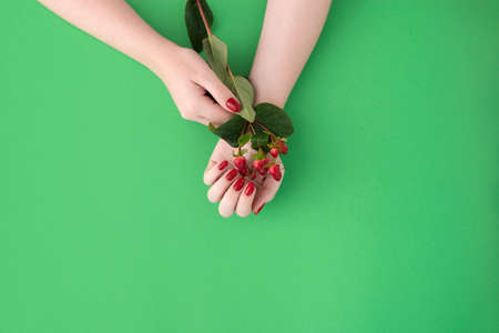 Female graceful hands holds red berry branchの写真素材