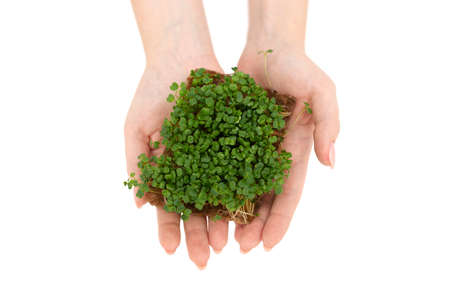 microgreen sprouts in female hands. Close-up. Isolated. Healthy eating conceptの写真素材
