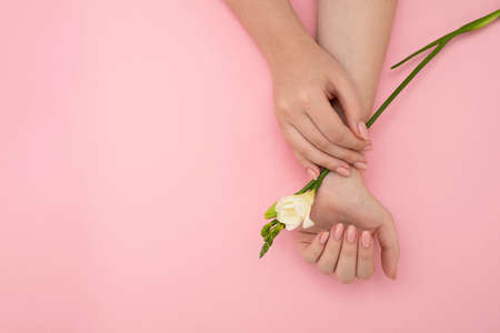 Female hands holding white exotic flower pink backgroundの写真素材