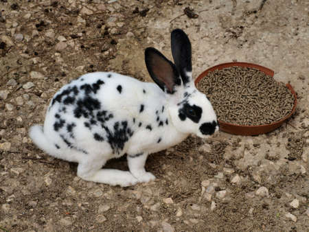 Dalmatiër rabbitの写真素材