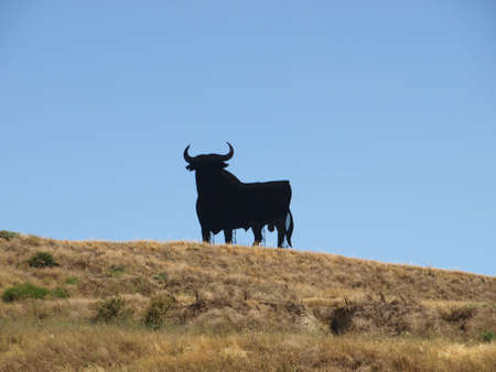 A bull in the grass  on a hillの写真素材