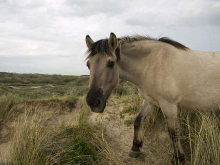 Wild horses running free in the dutch dunesの写真素材